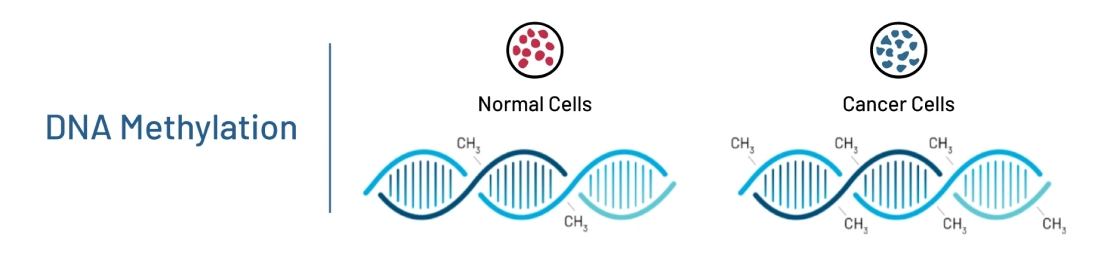 dna methylation